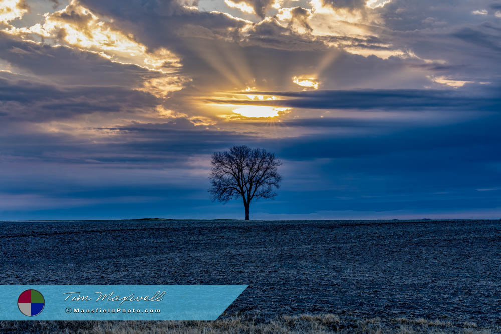 Morning Tree in Texas