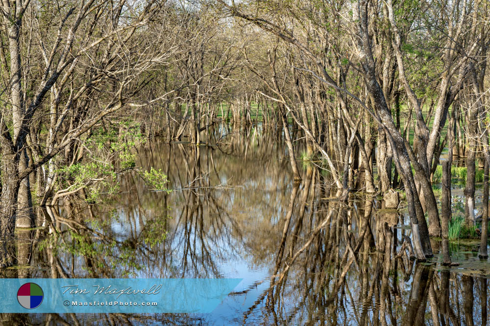 Pond and Trees in Central Texas