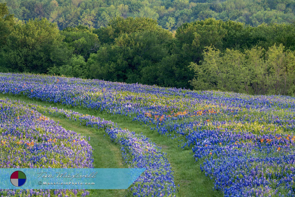 Trail of Bluebonnets in Texas