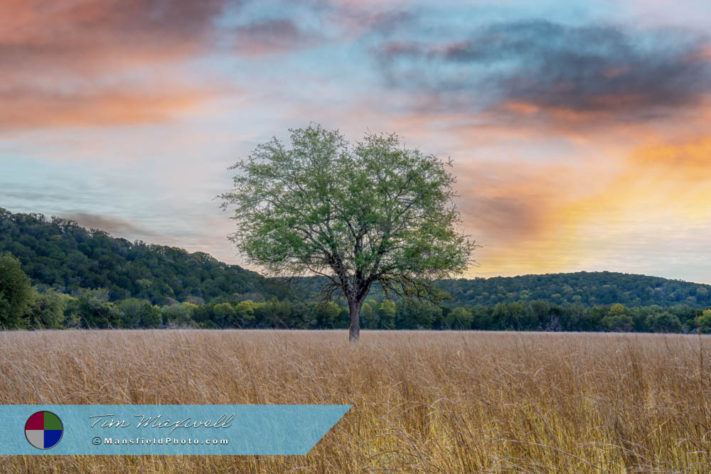 Tree and Field in Dinosaur Valley State Park, Texas