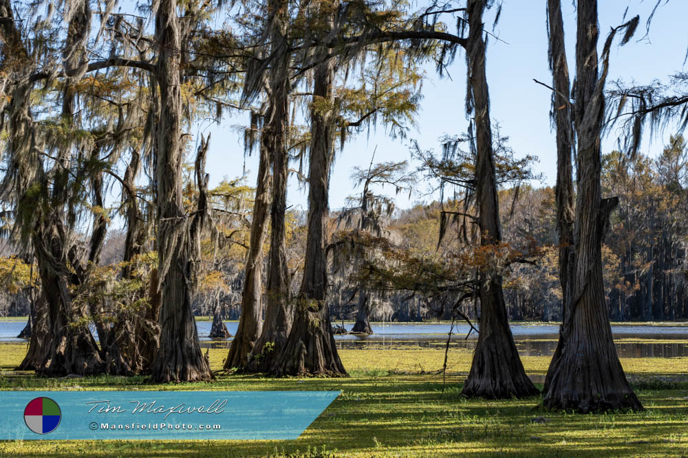 Whistleberry Slough, Caddo Lake, TX